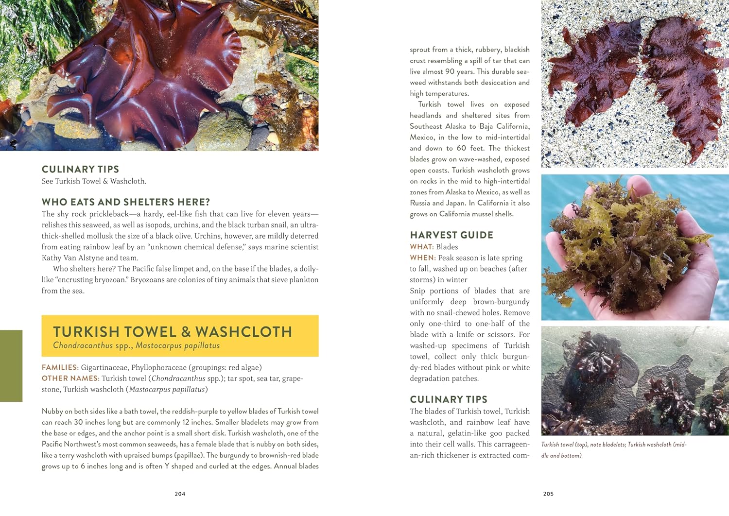 Pacific Harvest: A Northwest Coast Foraging Guide by Hahn. Jennifer 9781680516685_3