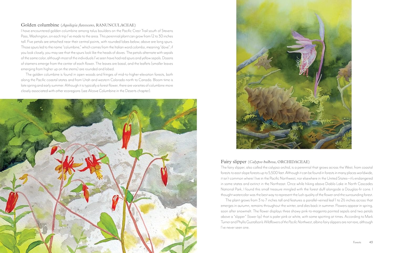 Wildflowers Of The West: An Artist's Guide by Hashimoto. Molly 9781680516937_3