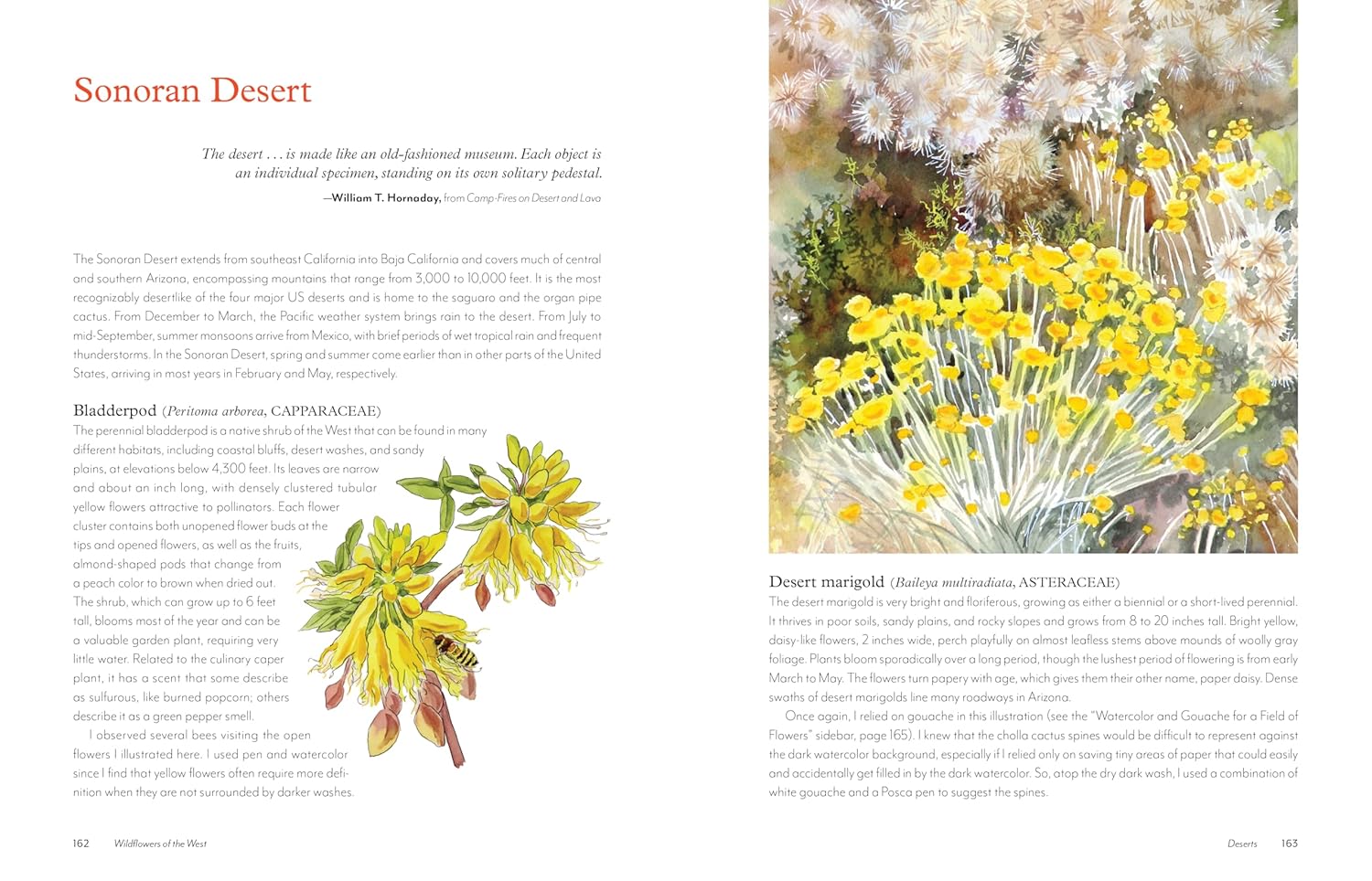 Wildflowers Of The West: An Artist's Guide by Hashimoto. Molly 9781680516937_7