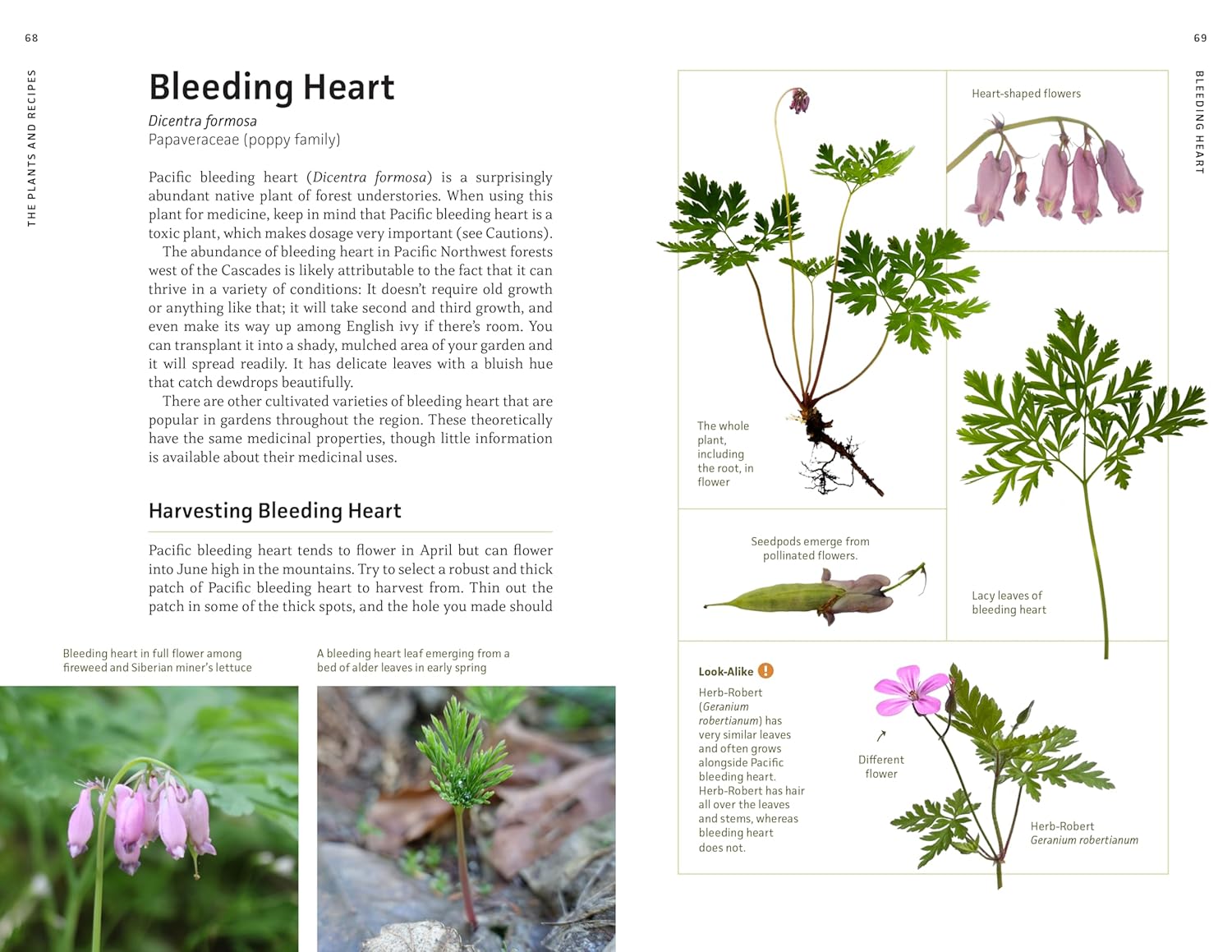 Medicinal Plants Of The Pnw: A Visual Guide To Harvesting & Healing by Hammerqui 9781680516975_2