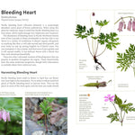 Medicinal Plants Of The Pnw: A Visual Guide To Harvesting & Healing by Hammerqui 9781680516975_2