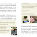 Medicinal Plants Of The Pnw: A Visual Guide To Harvesting & Healing by Hammerqui 9781680516975_3
