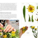 Medicinal Plants Of The Pnw: A Visual Guide To Harvesting & Healing by Hammerqui 9781680516975_4