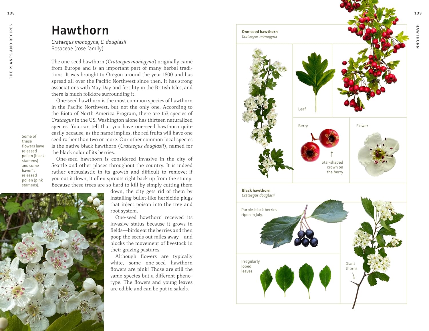 Medicinal Plants Of The Pnw: A Visual Guide To Harvesting & Healing by Hammerqui 9781680516975_5
