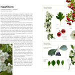 Medicinal Plants Of The Pnw: A Visual Guide To Harvesting & Healing by Hammerqui 9781680516975_5
