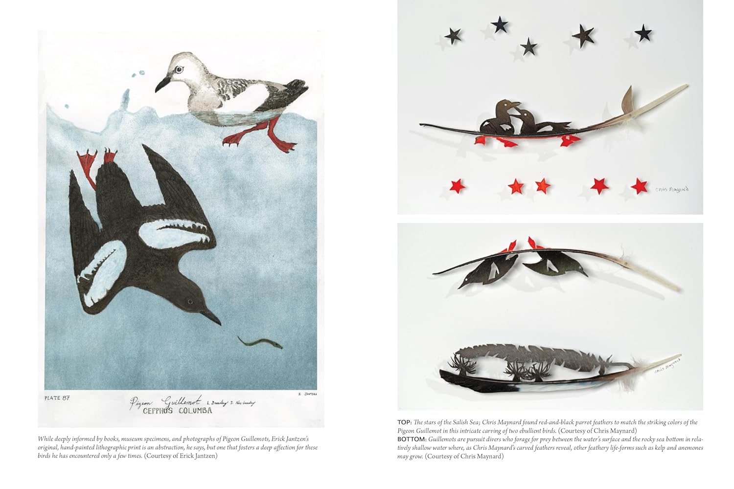 The Bird w/ Flaming Red Feet: Seasons w/ an Uncommonly Common Seabrid by Ruth. M 20 9781680517255_5