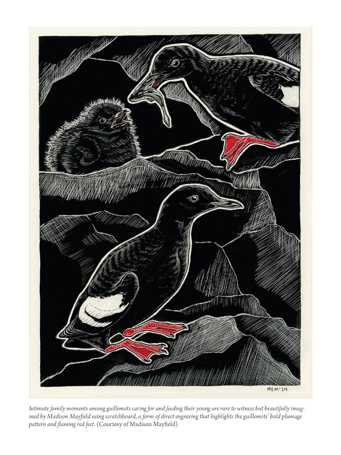 The Bird w/ Flaming Red Feet: Seasons w/ an Uncommonly Common Seabrid by Ruth. M 20 9781680517255_6