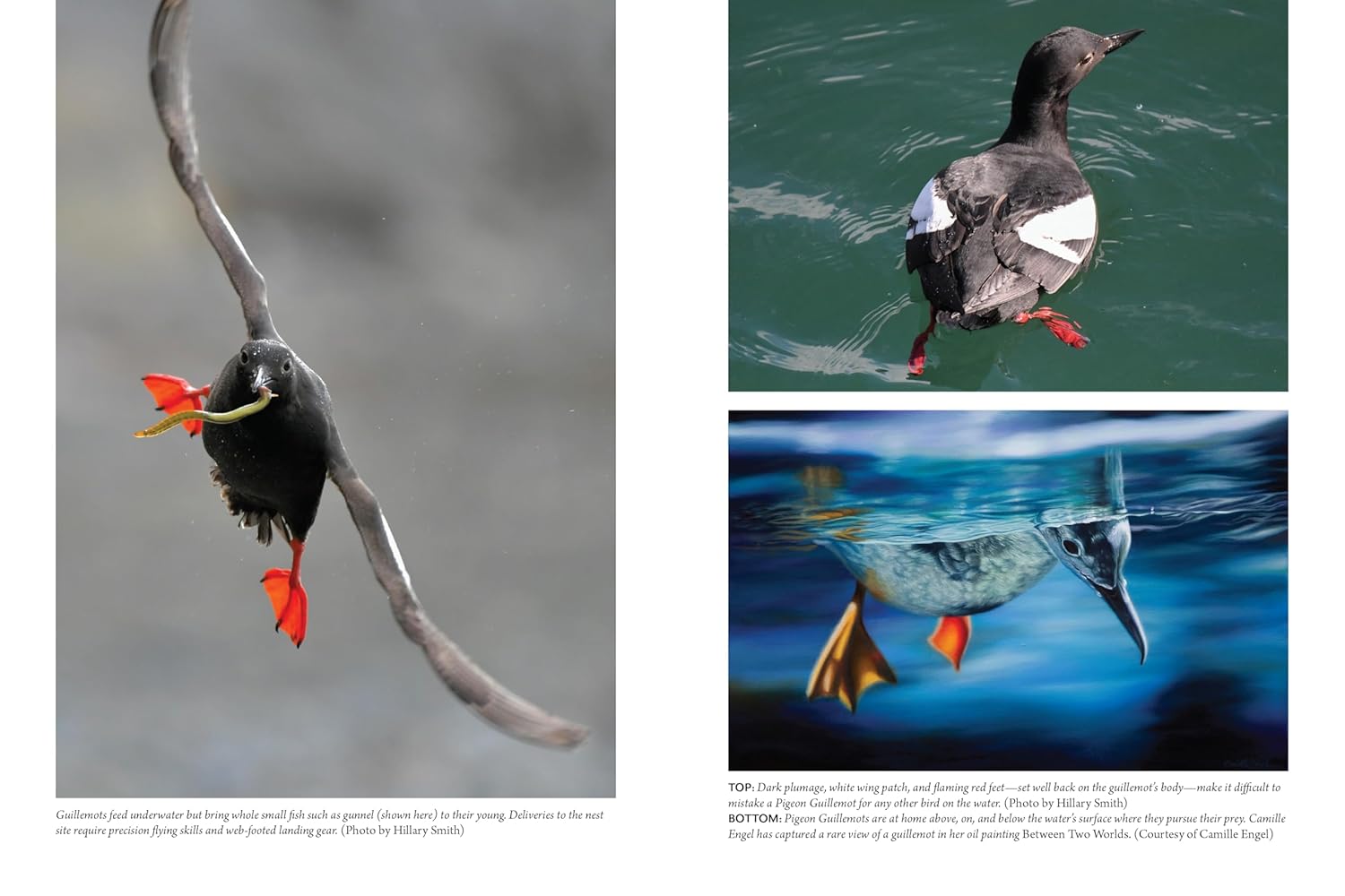The Bird w/ Flaming Red Feet: Seasons w/ an Uncommonly Common Seabrid by Ruth. M 20 9781680517255_7