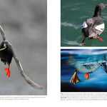 The Bird w/ Flaming Red Feet: Seasons w/ an Uncommonly Common Seabrid by Ruth. M 20 9781680517255_7