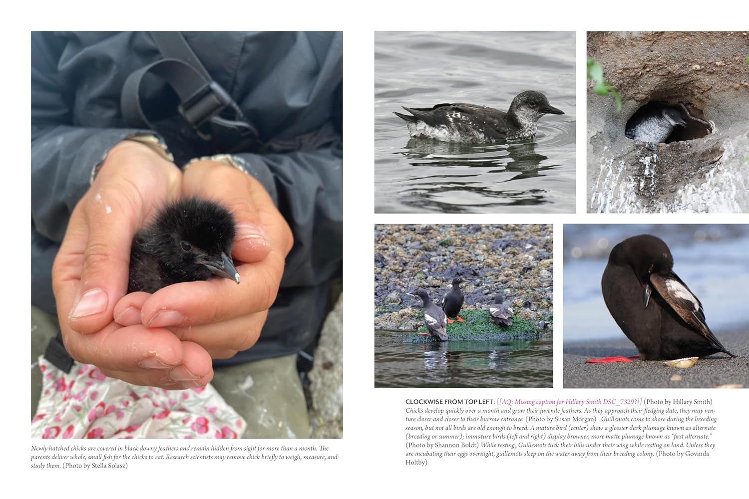 The Bird w/ Flaming Red Feet: Seasons w/ an Uncommonly Common Seabrid by Ruth. M 20 9781680517255_8