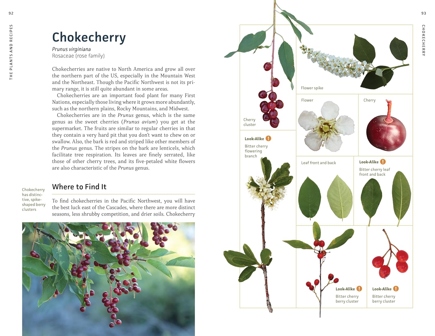 Edible Plants Of The Pacific Northwest: A Visual Guide To by Hammerquist. Natali 9781680517323_2