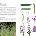 Edible Plants Of The Pacific Northwest: A Visual Guide To by Hammerquist. Natali 9781680517323_3