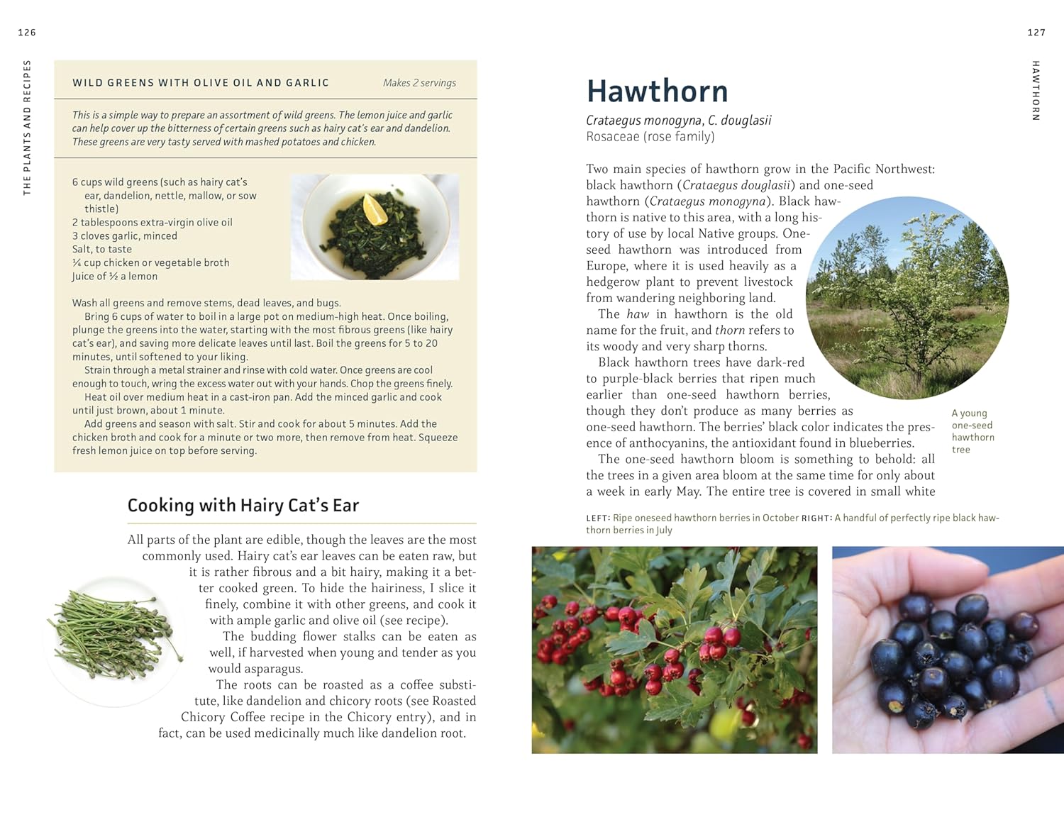 Edible Plants Of The Pacific Northwest: A Visual Guide To by Hammerquist. Natali 9781680517323_4