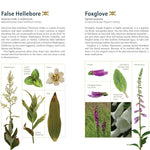 Edible Plants Of The Pacific Northwest: A Visual Guide To by Hammerquist. Natali 9781680517323_7