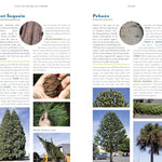 The Trees Around You: How To Identify Common Neighborhood Trees by Clapp. Casey 9781680517446_4