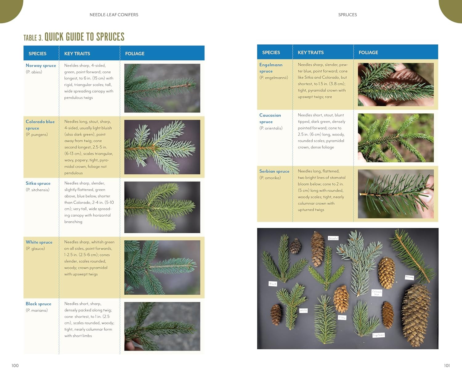The Trees Around You: How To Identify Common Neighborhood Trees by Clapp. Casey 9781680517446_5
