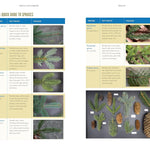 The Trees Around You: How To Identify Common Neighborhood Trees by Clapp. Casey 9781680517446_5