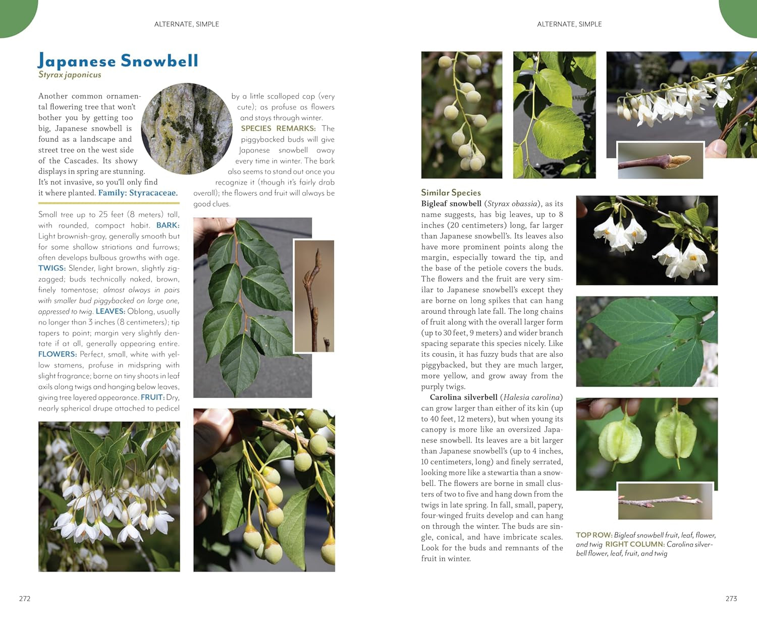 The Trees Around You: How To Identify Common Neighborhood Trees by Clapp. Casey 9781680517446_6