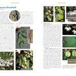 The Trees Around You: How To Identify Common Neighborhood Trees by Clapp. Casey 9781680517446_6