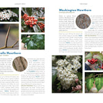 The Trees Around You: How To Identify Common Neighborhood Trees by Clapp. Casey 9781680517446_7