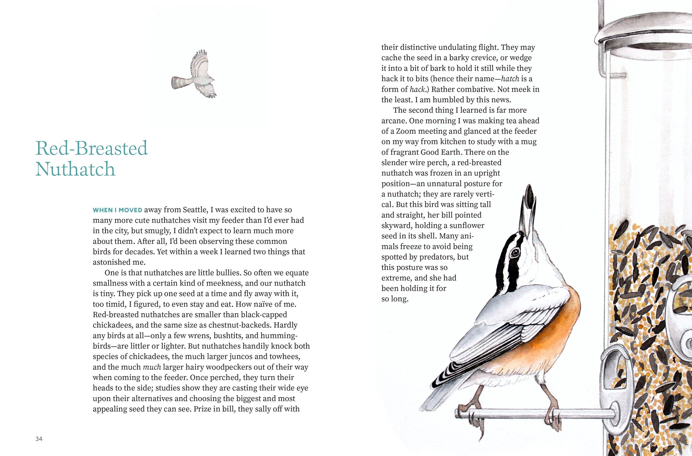 Available 09/01/26 Among the Birds: Field Notes from Cascadia by Haupt. Lyanda Lynn, Illustrated by 20 9781680517682_3