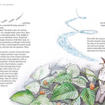 Available 09/01/26 Among the Birds: Field Notes from Cascadia by Haupt. Lyanda Lynn, Illustrated by 20 9781680517682_5