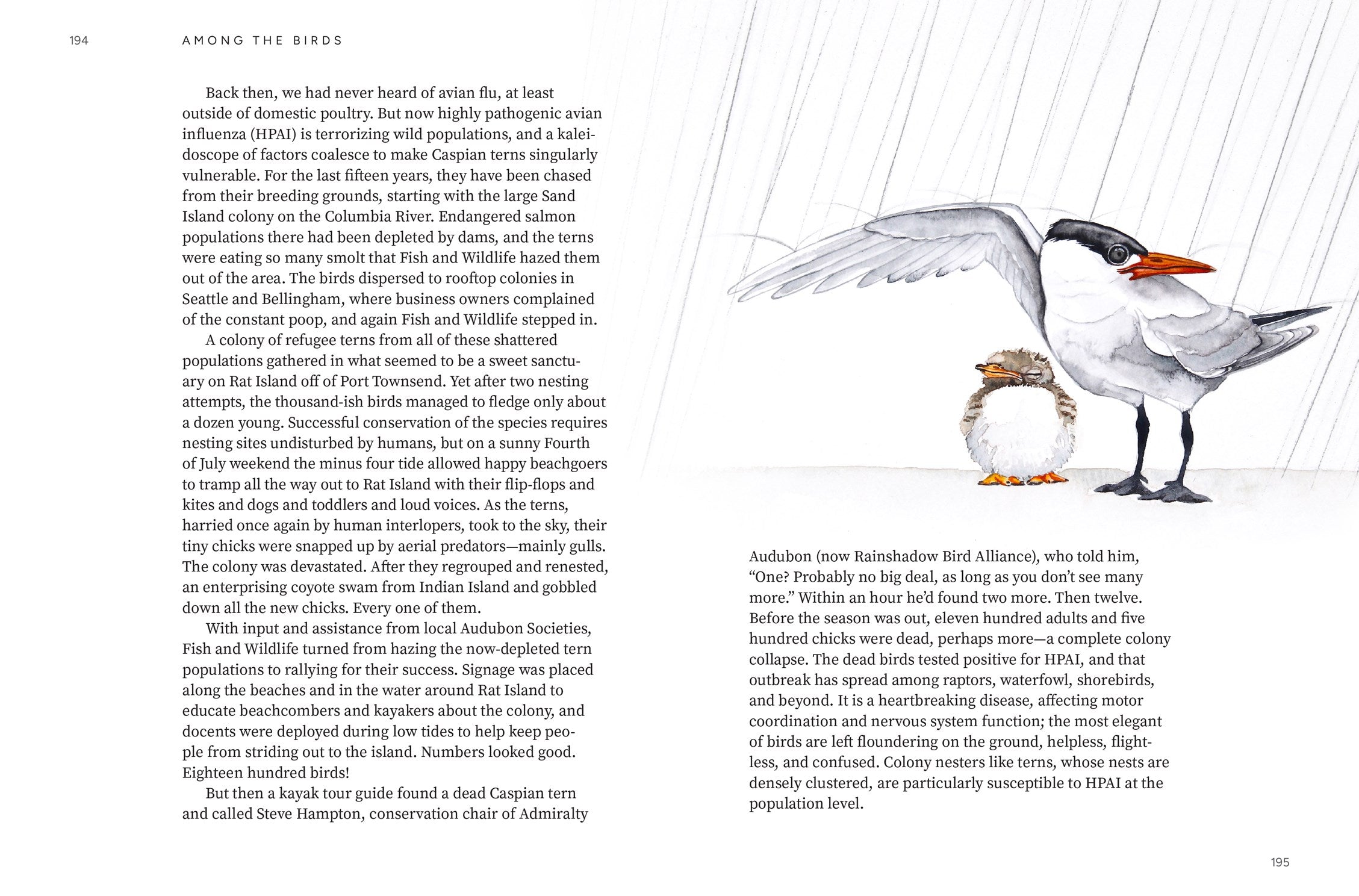 Available 09/01/26 Among the Birds: Field Notes from Cascadia by Haupt. Lyanda Lynn, Illustrated by 20 9781680517682_6