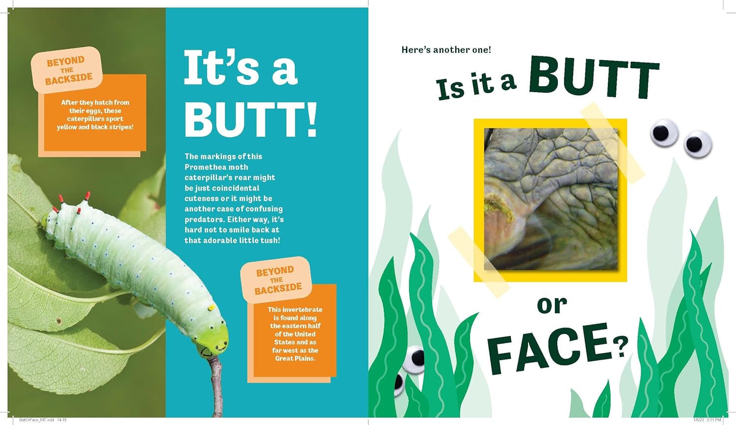 Butt Or Face? by Lavelle. Kari 9781728271170_5