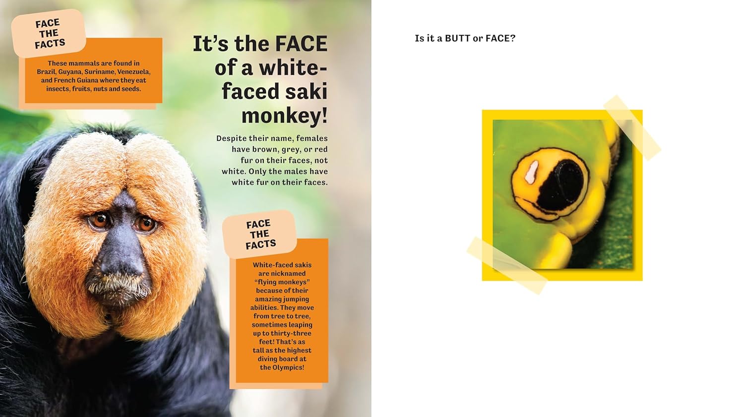 Butt Or Face? Volume 2 by Lavelle. Kari 9781728271200_3