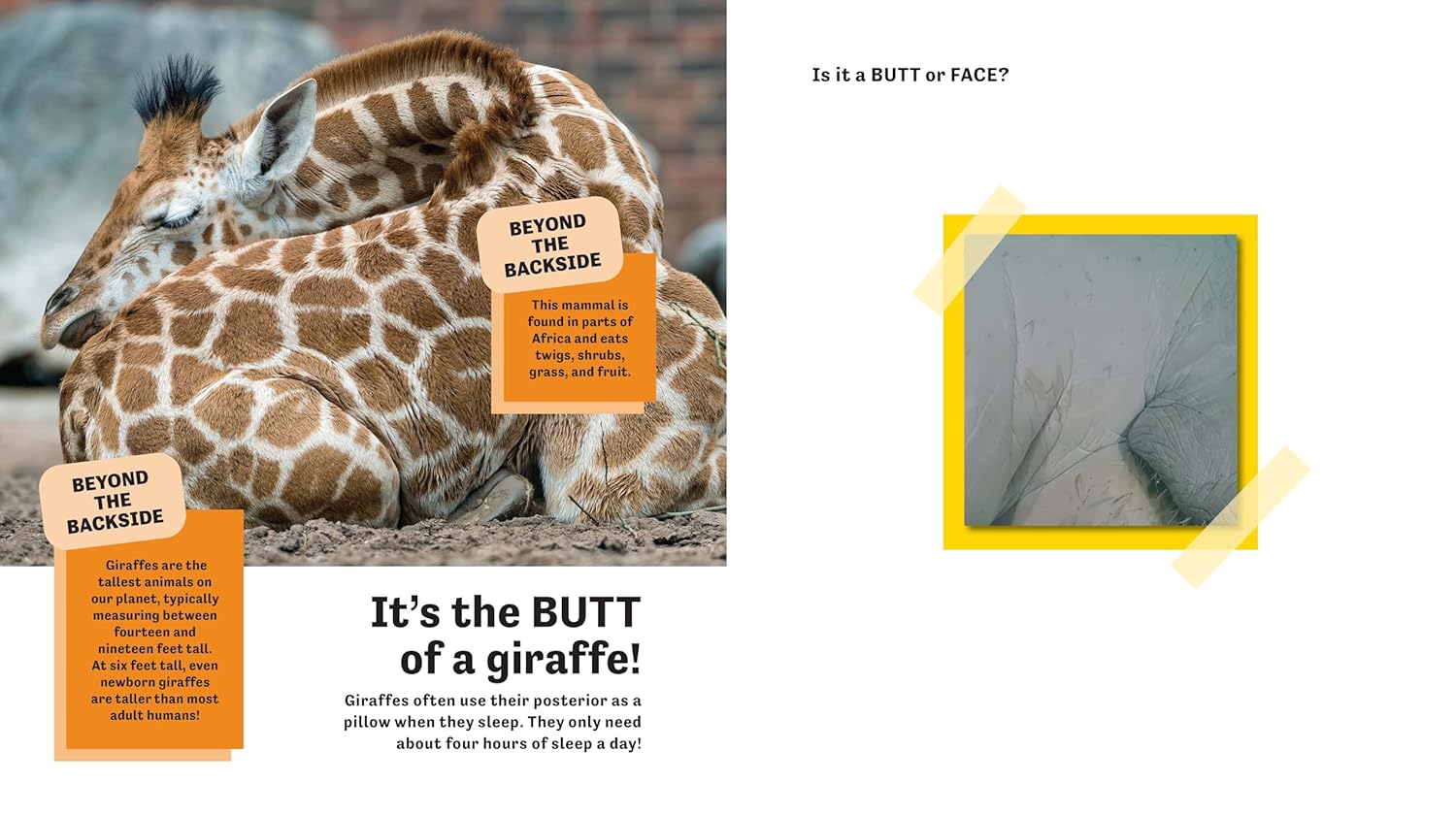 Butt Or Face? Volume 2 by Lavelle. Kari 9781728271200_5