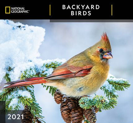 NATIONAL GEOGRAPHIC BACKYARD BIRDS CALENDAR 9781772184969