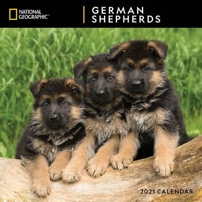 NG GERMAN SHEPHERDS CALENDAR 9781772185164