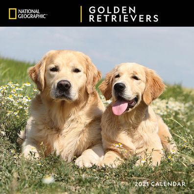 NG GOLDEN RETRIEVERS CALENDAR 9781772185171