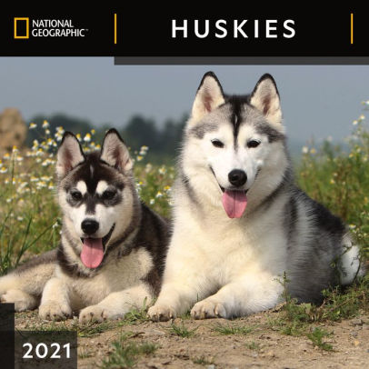 NG HUSKIES CALENDAR 9781772185188