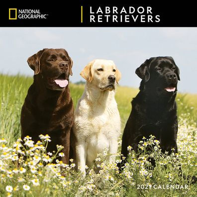 NG LABRADOR RETRIEVERS CALENDAR 9781772185195