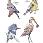 The Field Guide To Dumb Birds Sticker Book by Kracht. Matt 9781797235882_4