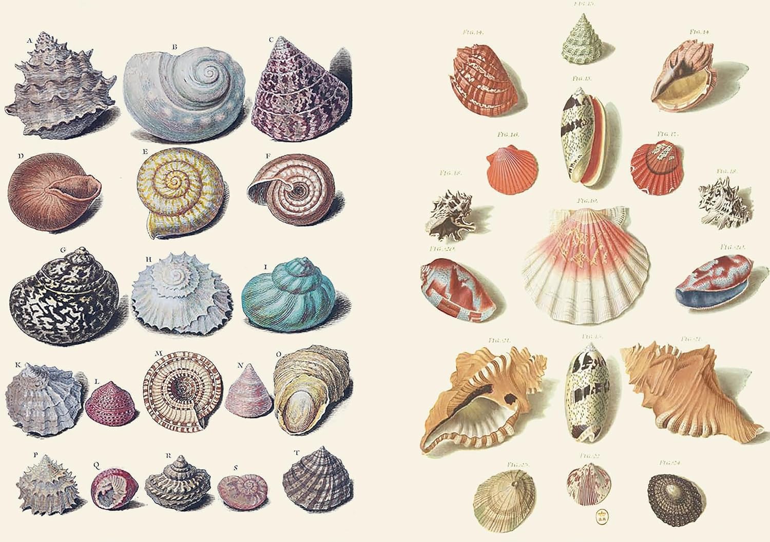 The Curious Collections Sticker Book by Sutton. Emily 9781837760916_2
