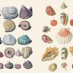 The Curious Collections Sticker Book by Sutton. Emily 9781837760916_2