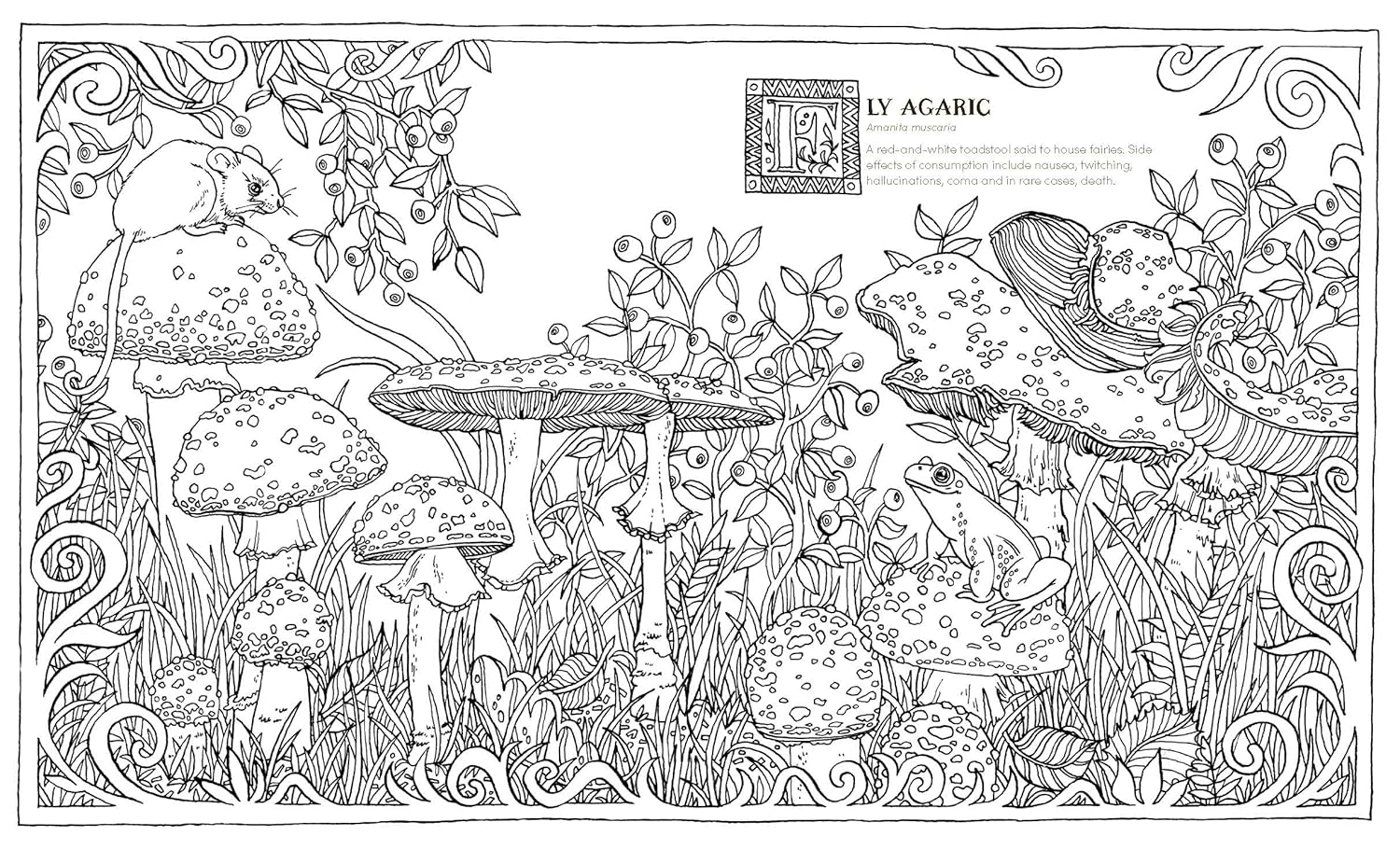 Into The Fungarium Coloring Book by Tromop. Anna 20 9781837836352_1