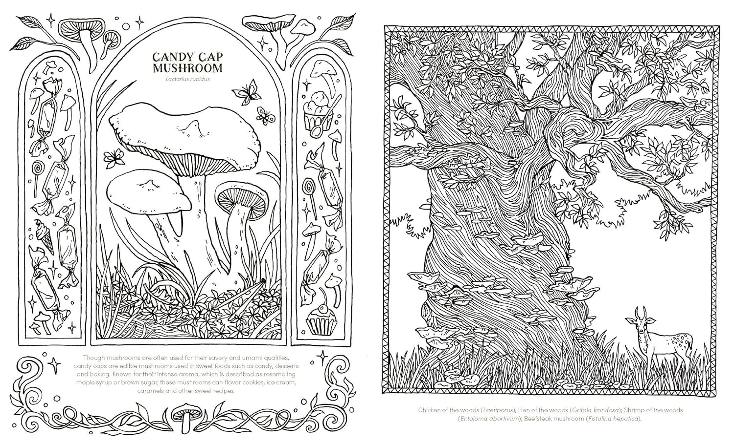 Into The Fungarium Coloring Book by Tromop. Anna 20 9781837836352_2