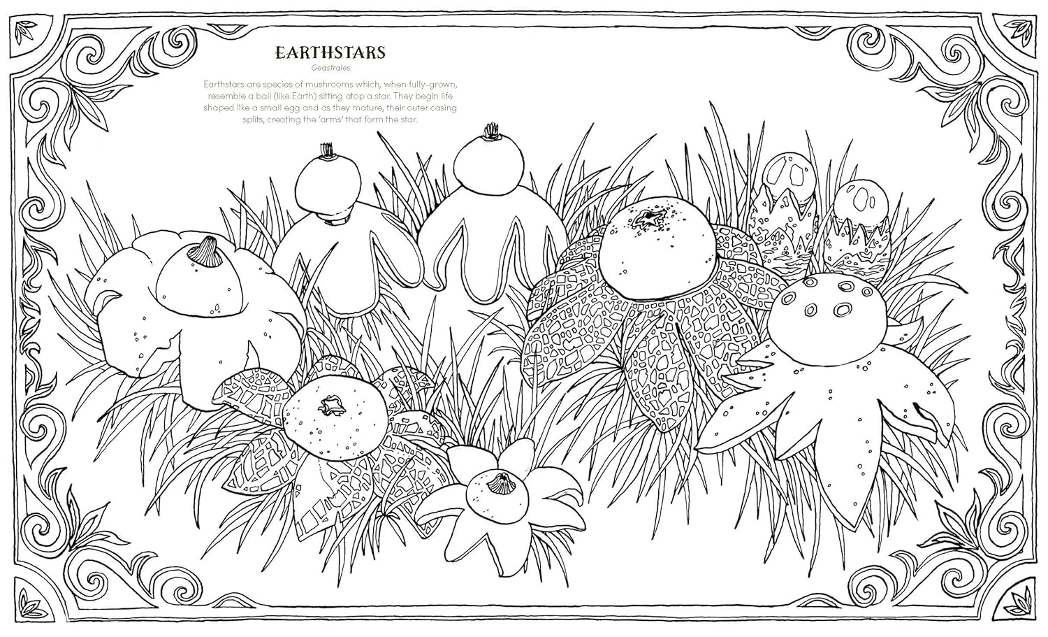 Into The Fungarium Coloring Book by Tromop. Anna 20 9781837836352_3