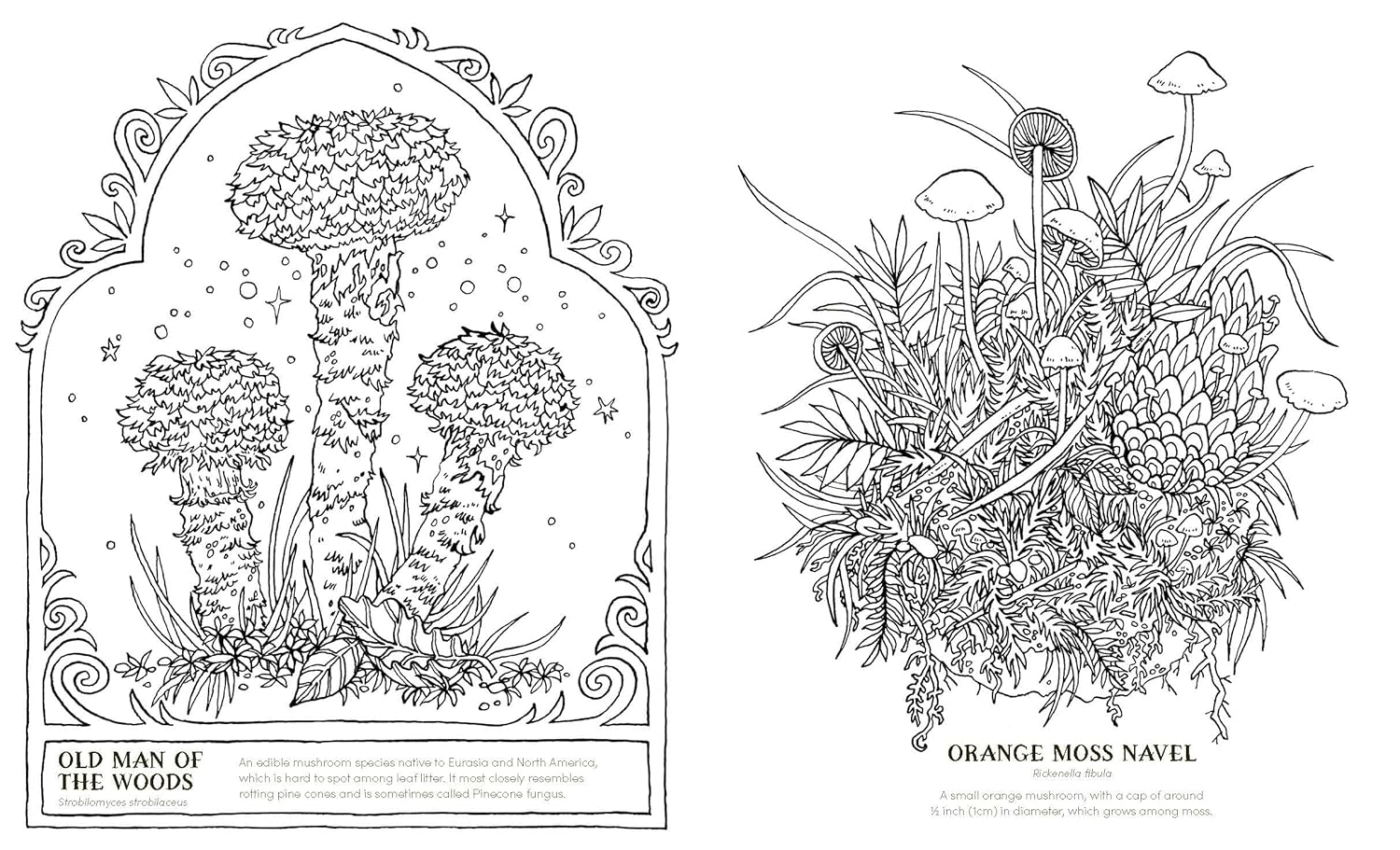 Into The Fungarium Coloring Book by Tromop. Anna 20 9781837836352_4