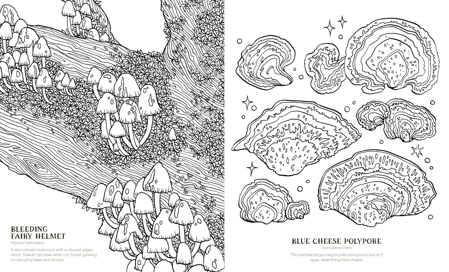 Into The Fungarium Coloring Book by Tromop. Anna 20 9781837836352_6