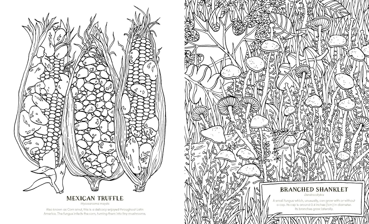 Into The Fungarium Coloring Book by Tromop. Anna 20 9781837836352_7