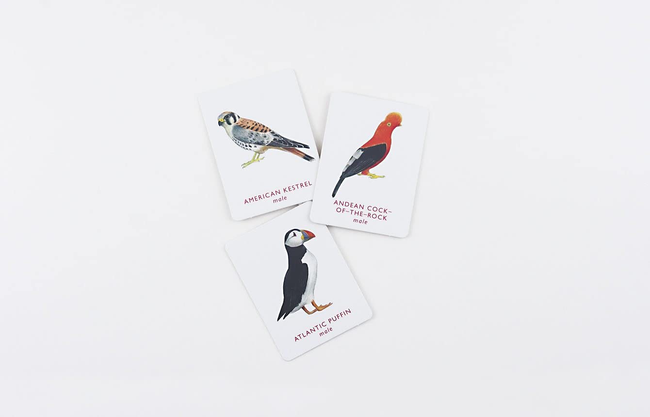 Match A Pair Of Birds: Memory Game by Berrie. Christine 20 9781856699662_4
