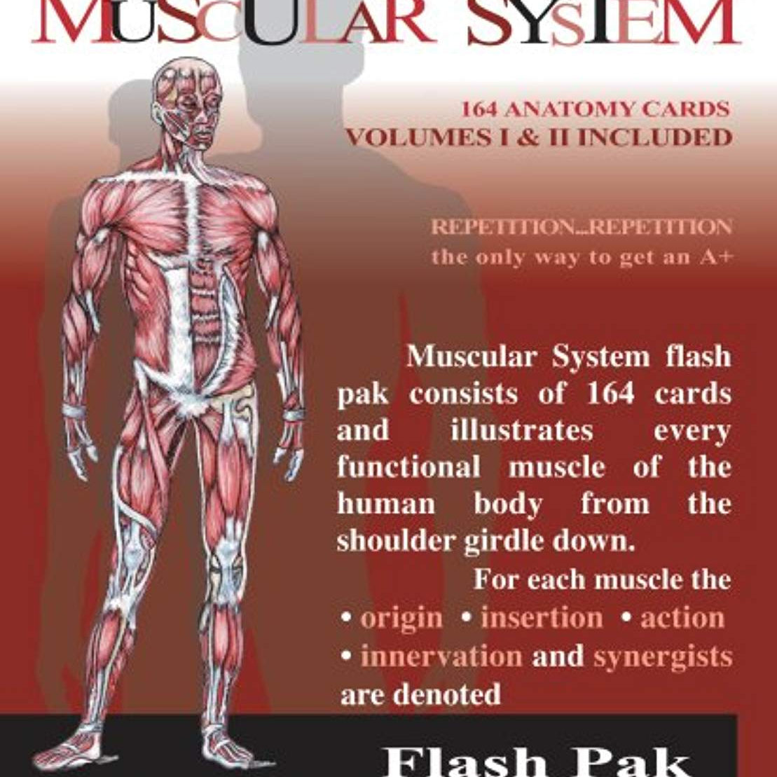 Mascular System Flash Cards 9781878576057