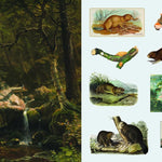 The Sticker Treasury Of Woodland Adventures by Smith Street Books 9781923239388_3
