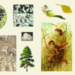 The Sticker Treasury Of Woodland Adventures by Smith Street Books 9781923239388_4