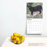 Black Cats 2025 Wall Calendar 9781975476649_4
