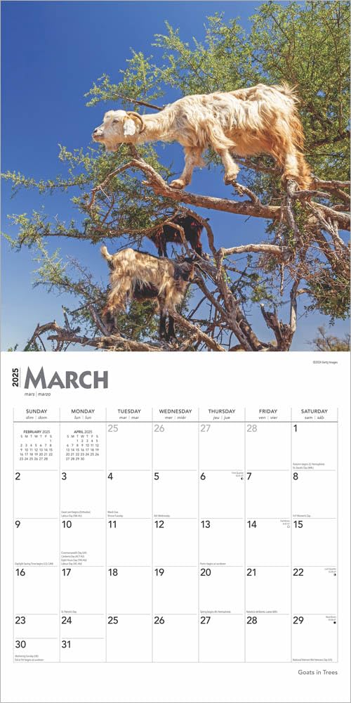 Goats In Trees 2025 Wall Calendar 9781975477059_2